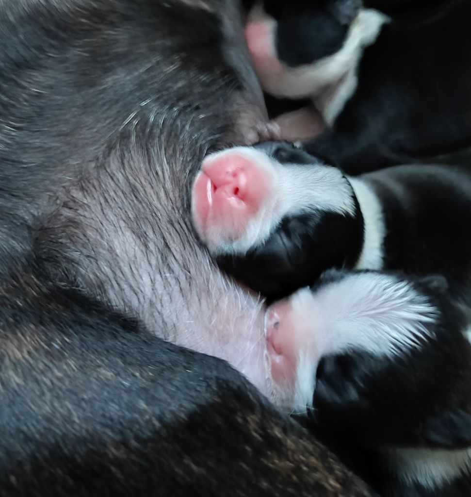 CHIOT BOSTON DISPONIBLE