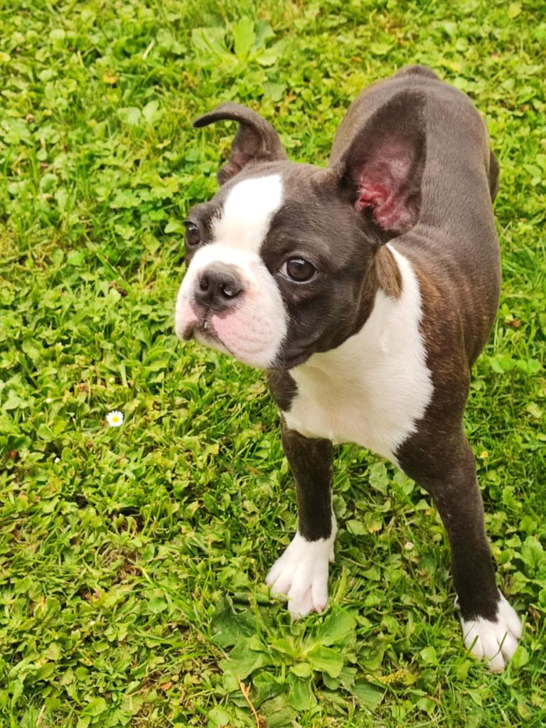 CHIOT  DISPONIBLE