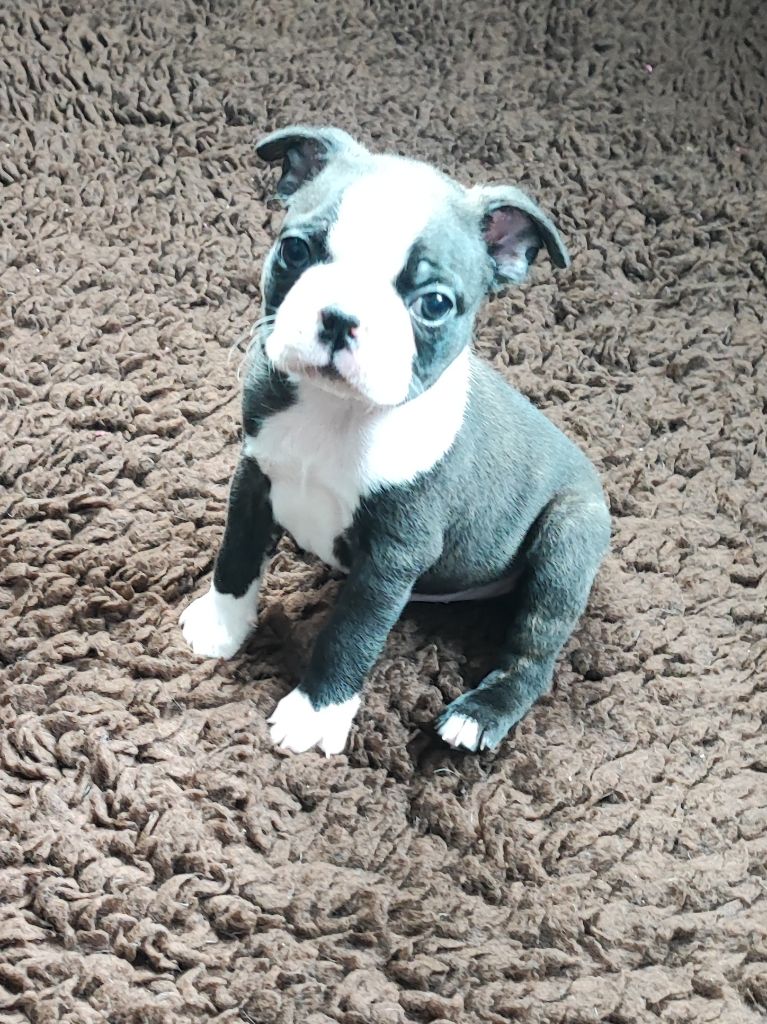 Northill's - Chiots disponibles - Boston Terrier