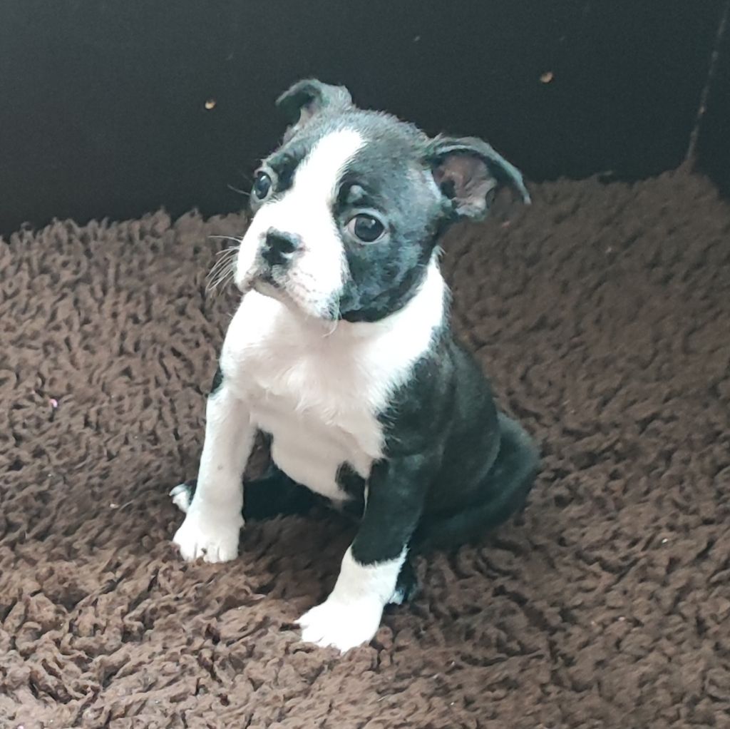 Northill's - Chiots disponibles - Boston Terrier