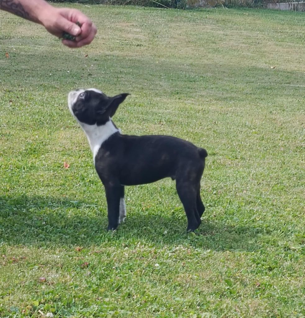 Northill's - Chiots disponibles - Boston Terrier