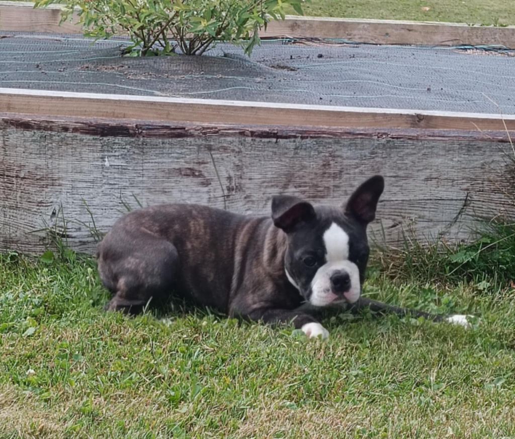 Northill's - Chiots disponibles - Boston Terrier